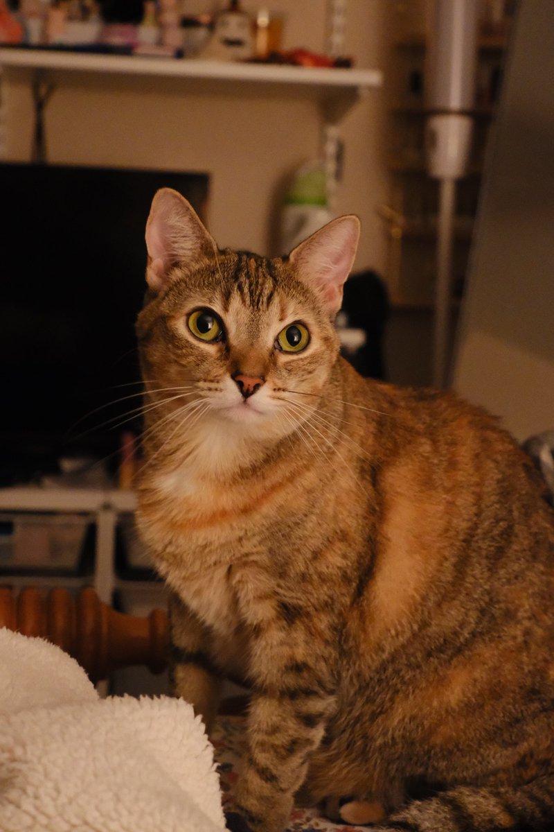 zoë tweet media
