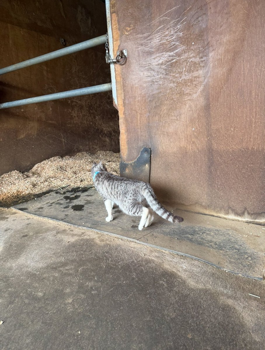 船橋開催3日目です🐴

本日は二頭出走します。

2R リノレーヴ号
12R ヒーローショー号

応援よろしくお願いします✨

最近、近くの厩舎から遊びに来てくれる猫ちゃんです😼
馬が気になるのか、馬房をじっと見つめていました🤣