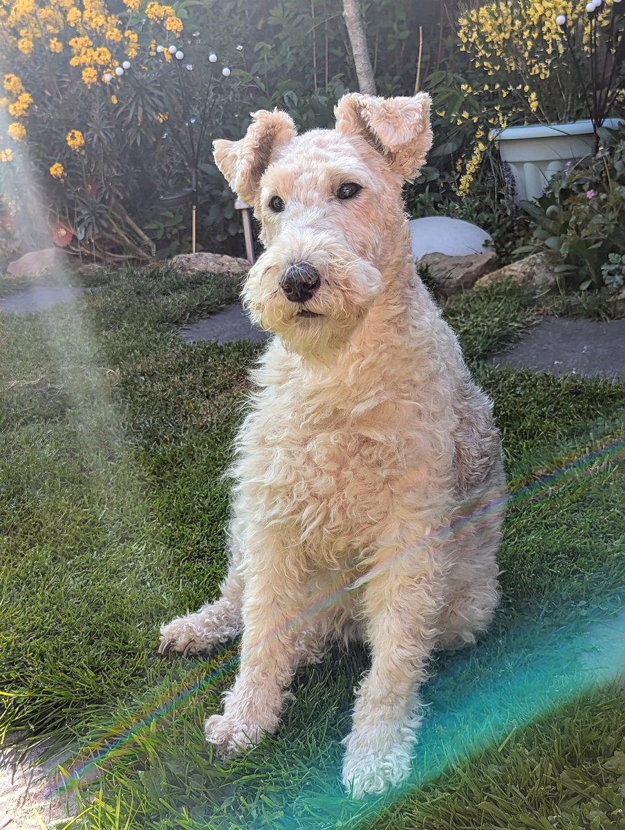 My best 'thoughtful' face, in the garden sunshine yesterday, with rainbow-style light hitting the area I sat.

I hope you like it pals and you are all keeping well 🥰😍