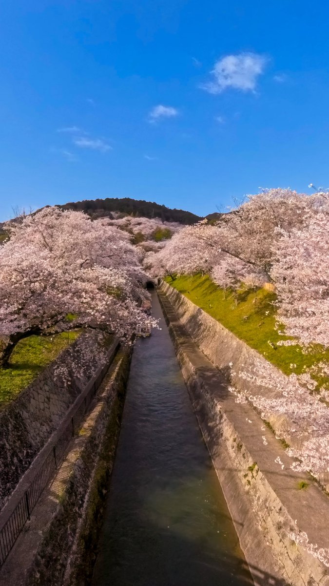gaiti39c's tweet photo. 琵琶湖疏水 桜
#insta360
#BiRod https://t.co/BDk1Q34u33