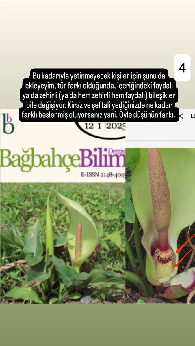 Eşsiz sulak alanımız Milleyha'dan yeni tür ve neden yeni tür sorularına toplu açıklama: <a href="/birddetectiveTR/">Emin Yoğurtcuoğlu</a>