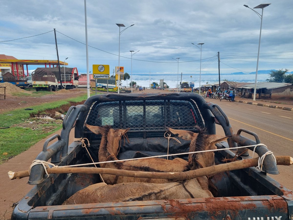 Took an early morning ride to the hills of Kapchorwa to get get some donkeys for the goat farm.