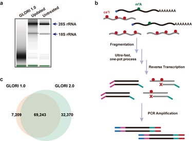 SLSPKU's tweet image. Researchers developed an enhanced GLORI method  enabling accurate m6A modification mapping from tiny RNA samples, opening new avenues for epitranscriptomics. #PKUResearch 
nature.com/articles/s4159…