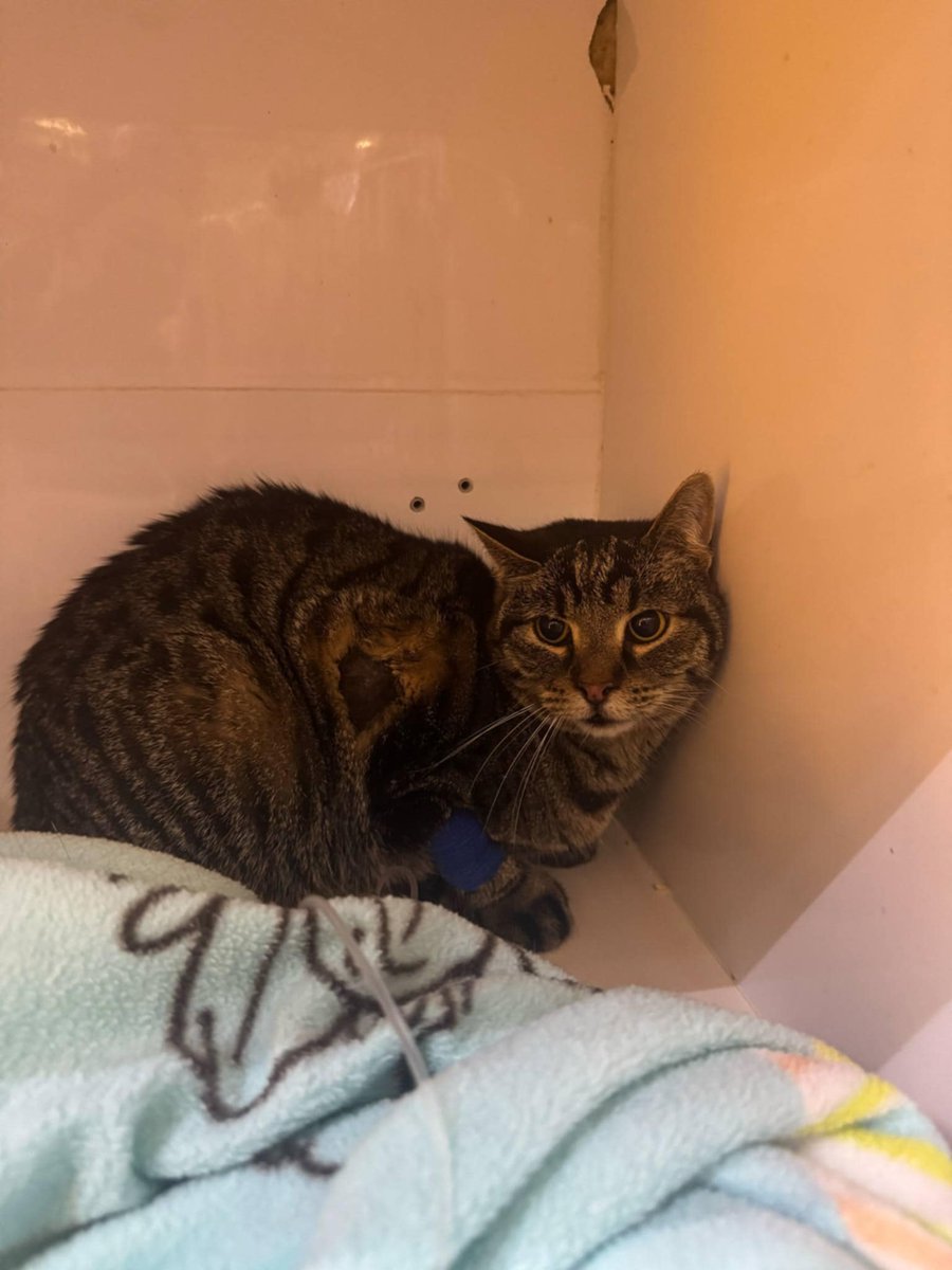 Mały Feliś ma białaczkę i teraz doszło jeszcze zapalenie płuc. Walczy o życie w klinice całodobowej. Potrzebuje leków, tlenoterapii i naszego wsparcia. Prosimy – pomóż i udostępnij dalej!

ratujemyzwierzaki.pl/feliss-felineus