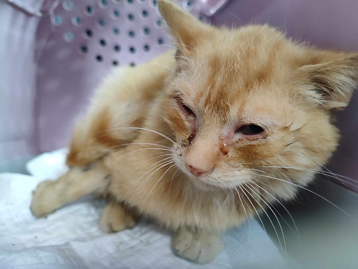 Mały Bartuś został znaleziony z bezwładną łapką. Nie wiadomo, co przeszedł, ale teraz potrzebuje naszej pomocy, by mieć szansę na sprawne życie. Każda złotówka i każde RT się liczy!

ratujemyzwierzaki.pl/bartus-felineus