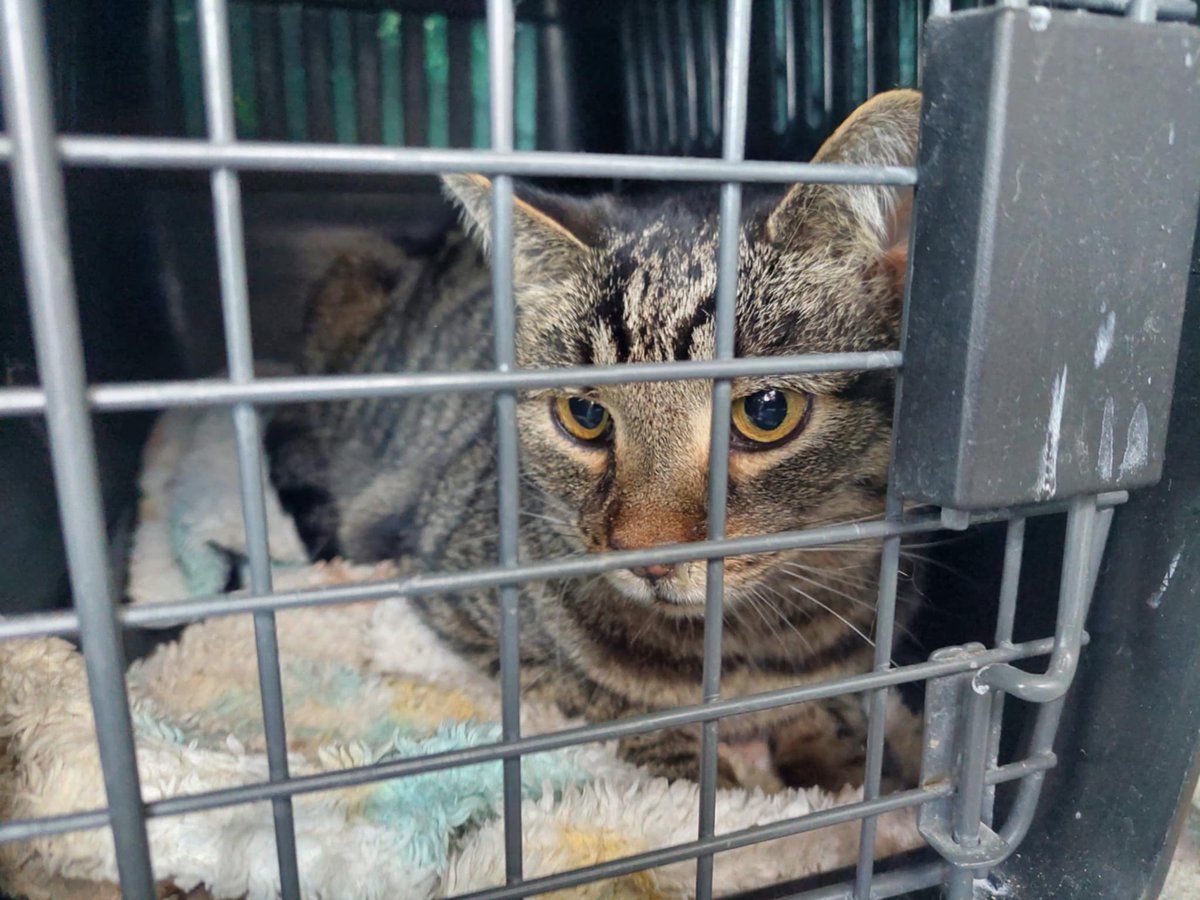 Ból, duszność, klinika 24h... Feliś przechodzi trudny czas. Ale jeszcze można mu pomóc. Wystarczy chwila – wpłata, RT. Razem możemy zmienić jego los.

ratujemyzwierzaki.pl/feliss-felineus