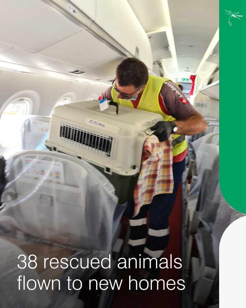 chapmanfreeborn's tweet image. It was a pleasure to support our client’s incredible mission to relocate 38 rescue animals from Greece to Switzerland aboard a Helvetic E190. Many of the animals were already placed and were on their way to loving new homes.

#ChapmanFreeborn #AnimalRelocation #PrivateCharter