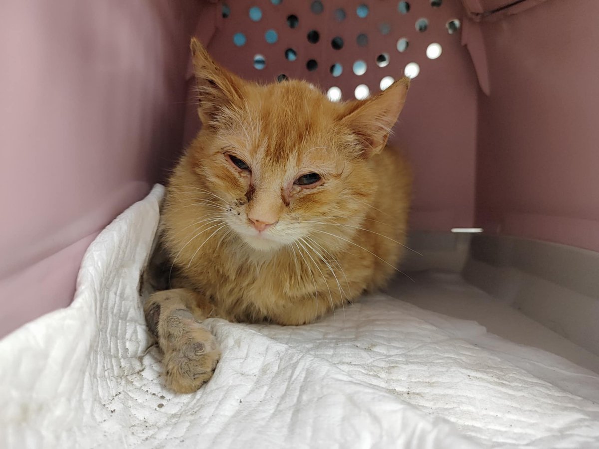 Niewładna łapka, młody wiek i ogromna wola życia. Bartuś nie ma wiele, ale ma nas. Pomóżmy mu chodzić bez bólu. RT pomoże go uratować.

ratujemyzwierzaki.pl/bartus-felineus