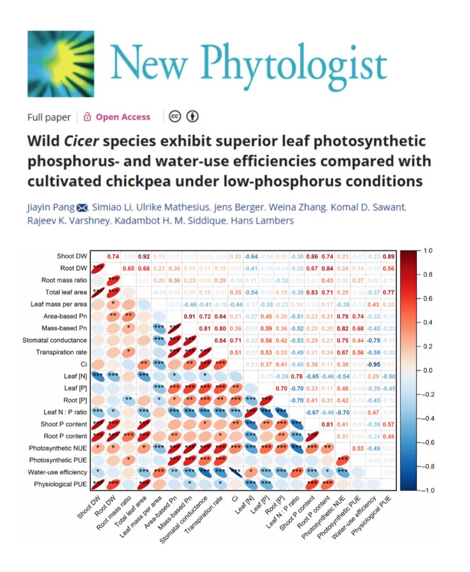 Murdoch's Centre for Crop & Food Innovation & SABC (@mu_ccfi_biotech) on Twitter photo 🌱 New research alert! CCFI has contributed to an exciting study on wild Cicer species, led by <a href="/IOA_UWA/">The UWA Institute of Agriculture</a> and in collaboration with <a href="/ANU_Research/">Research at ANU</a>, <a href="/CSIRO/">CSIRO</a>, Huanghuai University and <a href="/nwcpuneofficial/">Nowrosjee Wadia College Official</a>.
This study discovered that wild chickpea species outperform domesticated varieties 🌱 New research alert! CCFI has contributed to an exciting study on wild Cicer species, led by <a href="/IOA_UWA/">The UWA Institute of Agriculture</a> and in collaboration with <a href="/ANU_Research/">Research at ANU</a>, <a href="/CSIRO/">CSIRO</a>, Huanghuai University and <a href="/nwcpuneofficial/">Nowrosjee Wadia College Official</a>.
This study discovered that wild chickpea species outperform domesticated varieties