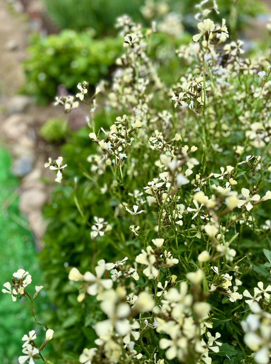 ルッコラ - Search / X