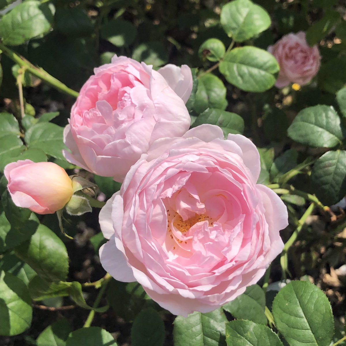 Rose from ⁦<a href="/tatton_park/">Tatton Park</a>⁩ last summer #RoseWednesday 🌹 enjoy your day 🌹