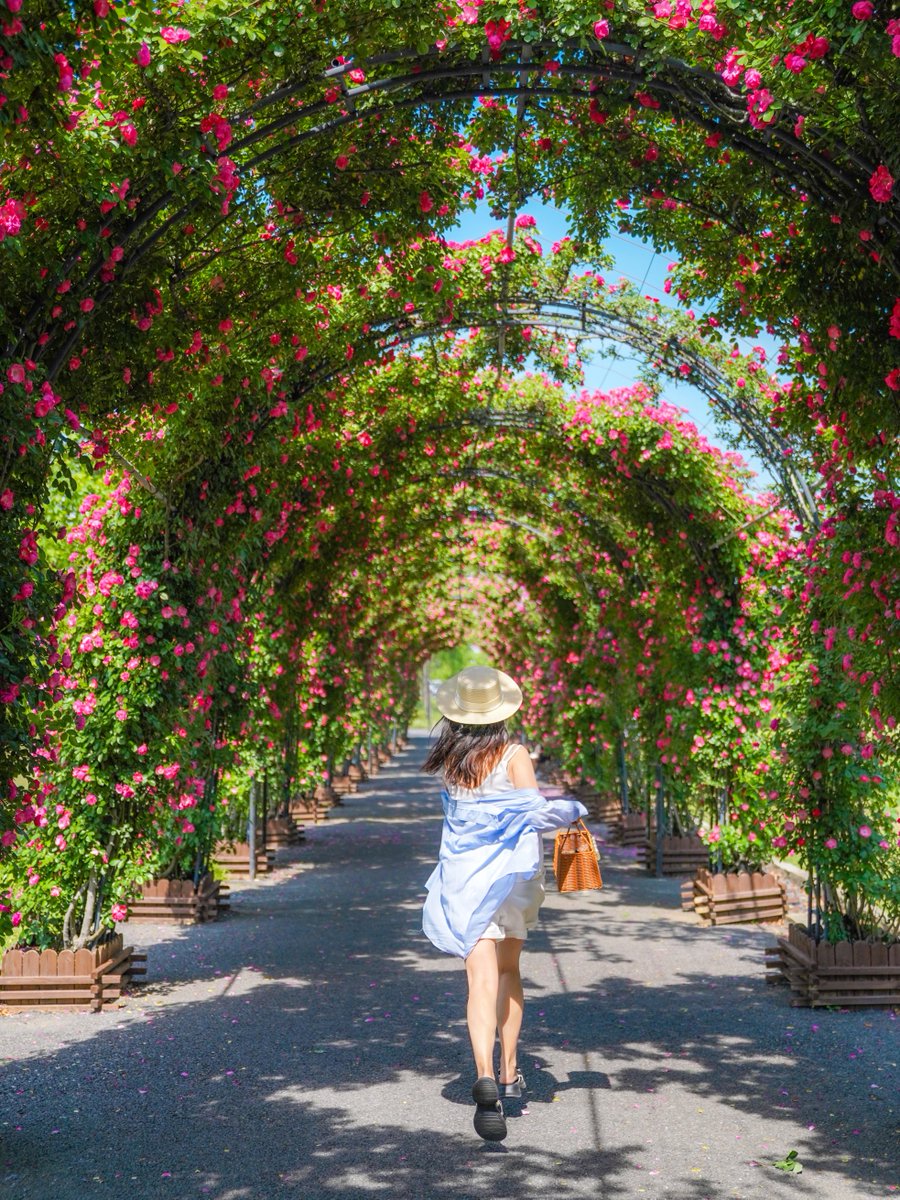 VisitSongjiang's tweet image. In early #summer's embrace, the #roses unfurl their petals in rippling succession🌹
When you wander beneath #Songjiang's 280-meter Rose Tunnel, the air hums with a velvet tenderness—a #romance that seeps into every breath💗

📸静小婧Jing