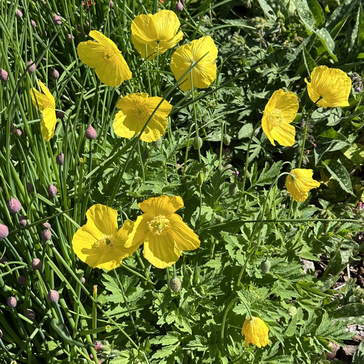 These little beauties pop up everywhere in my Devon garden. I think they’re Welsh poppies. Such a cheerful splash of colour,  I let them seed where they will.

#poppies #gardening