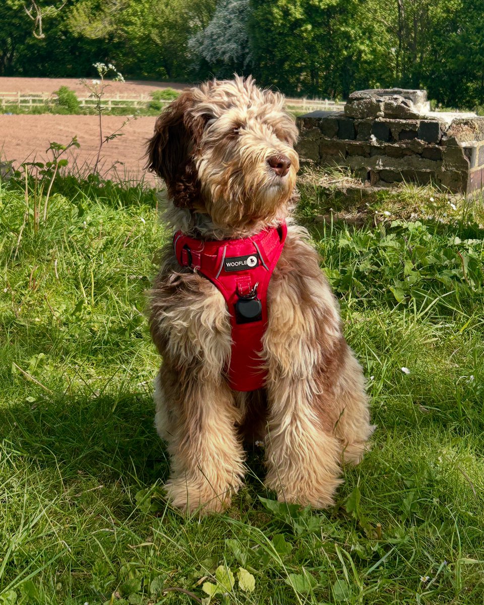 We love this little fella. Our lives didn’t feel the same when we lost our companion Dexter, last year. We can’t believe Sebastian the boat dog is only 18 weeks old but he sure does make our lives happier. #labradoodle #puppy #adogisforlife #offgridliving