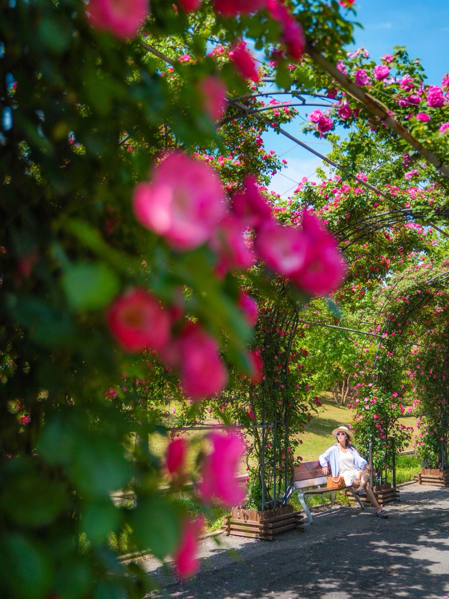 VisitSongjiang's tweet image. In early #summer's embrace, the #roses unfurl their petals in rippling succession🌹
When you wander beneath #Songjiang's 280-meter Rose Tunnel, the air hums with a velvet tenderness—a #romance that seeps into every breath💗

📸静小婧Jing