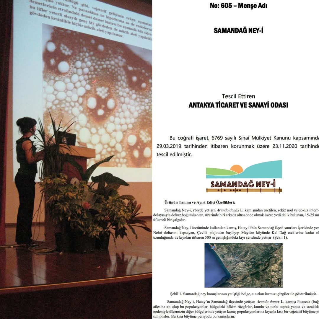 Milleyha Sulak Alanı'nın koruma altına alınması yolunda atılan bu adım çok sevindirici. Alan aynı zamanda, hazırladığımız bilimsel raporla, ATSO tarafından 2020'de coğrafi işareti alınan "Samandağ Neyi"nin yapıldığı benzersiz kamışların yetiştiği bölge. Fotoğrafta Coğrafi İşaret