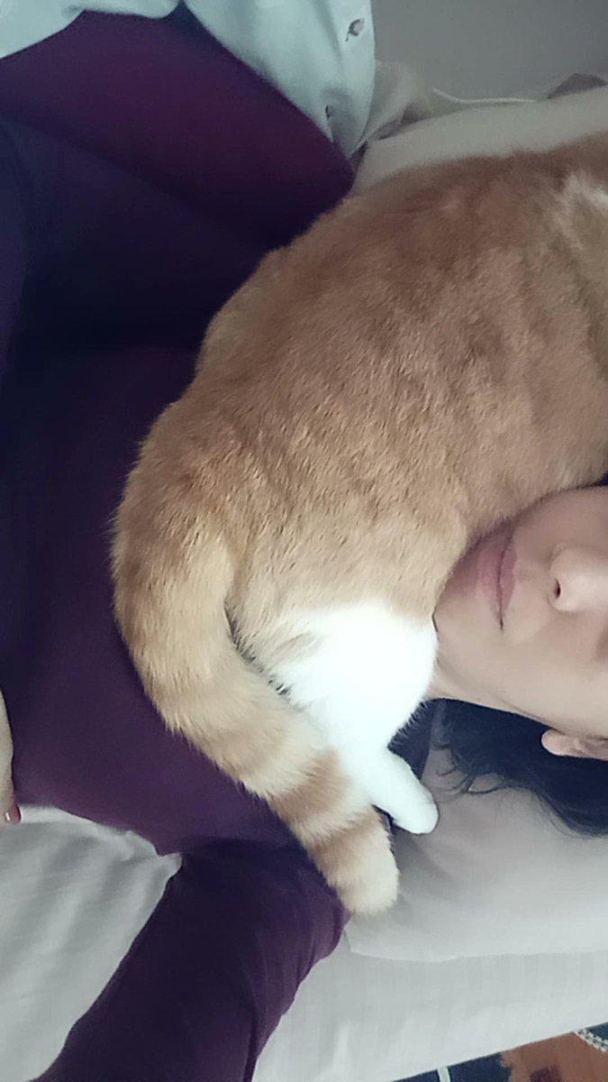 Sabahları bir öküz oturuyor böğrüme