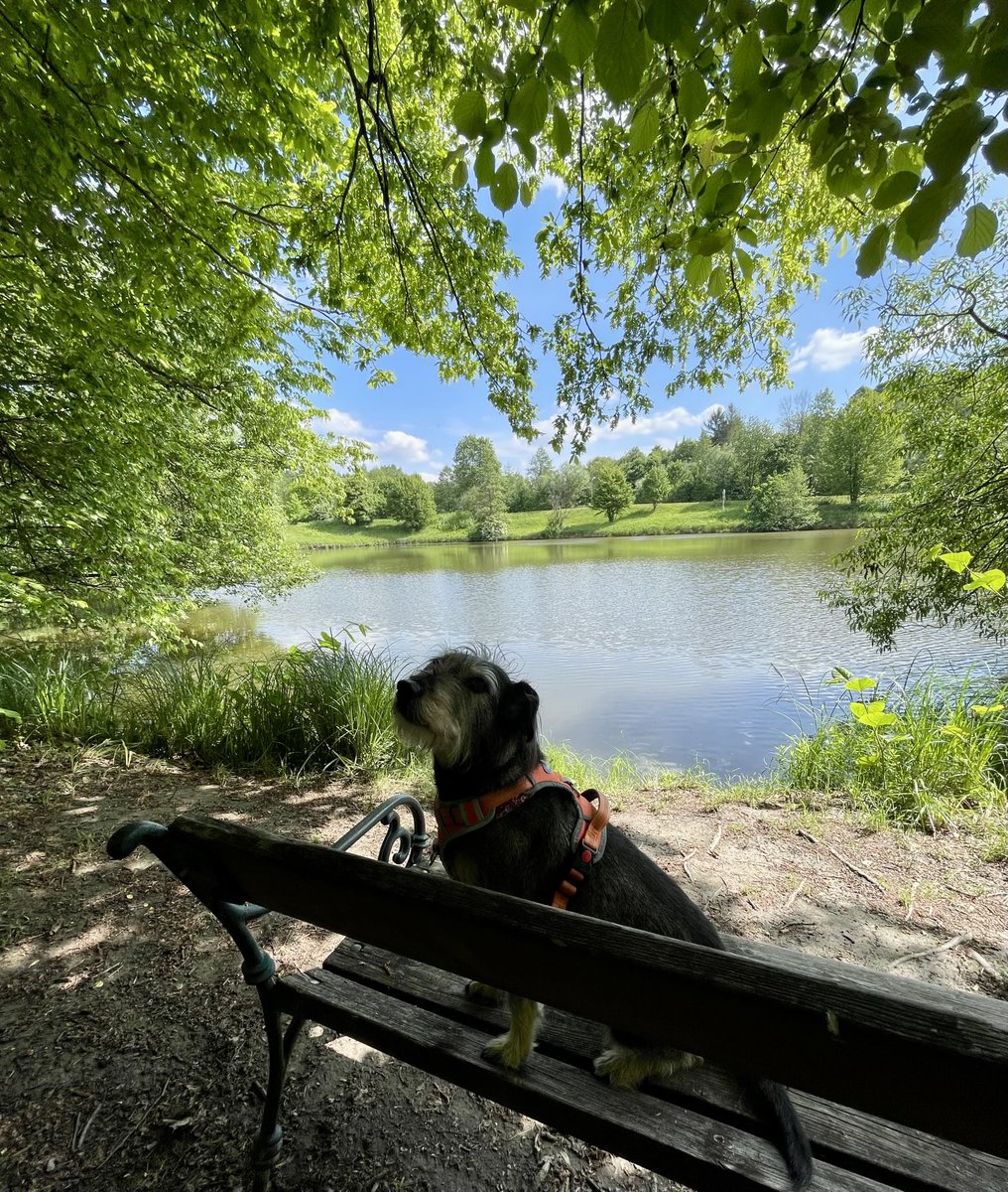 RoniasGarden's tweet image. Besuch beim allerbesten Bankerl….🐾

#walkies  #BurgLockenhaus