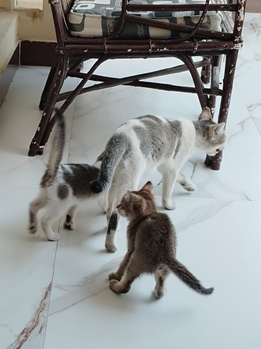 singh78986's tweet image. #DailyPictureTheme
 #addition to the family