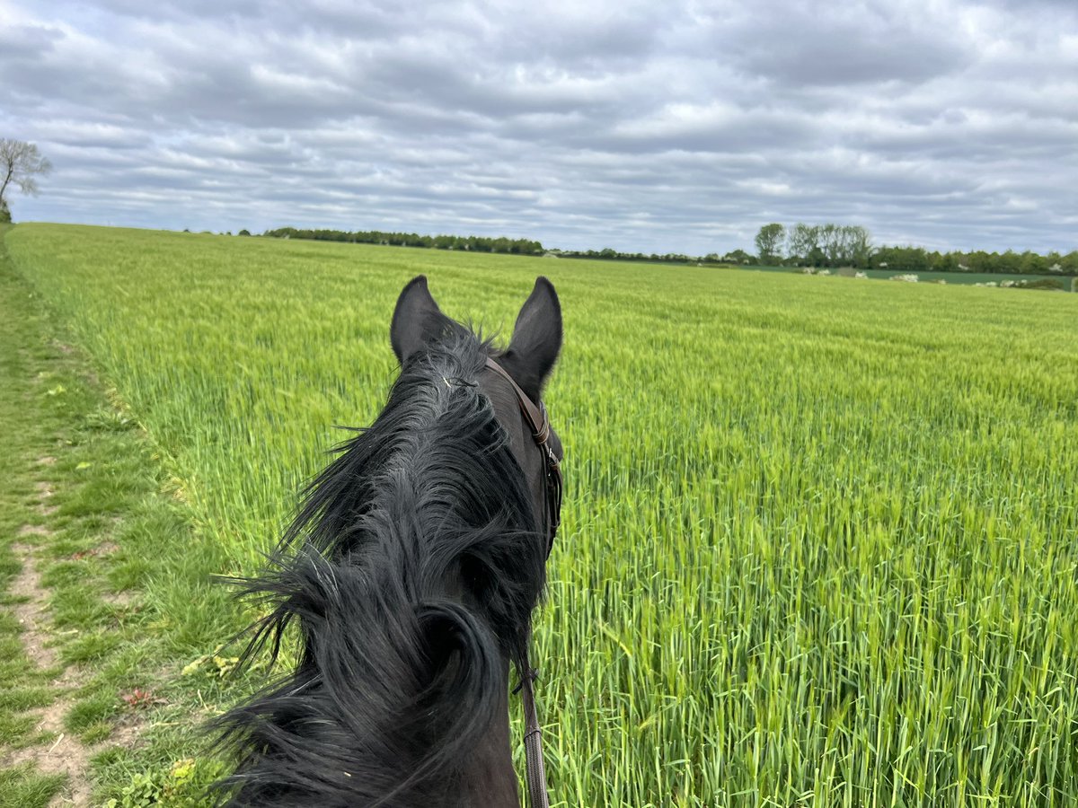 Farm walks with a view! Could do with bit of rain now please, beyond a joke 🥴