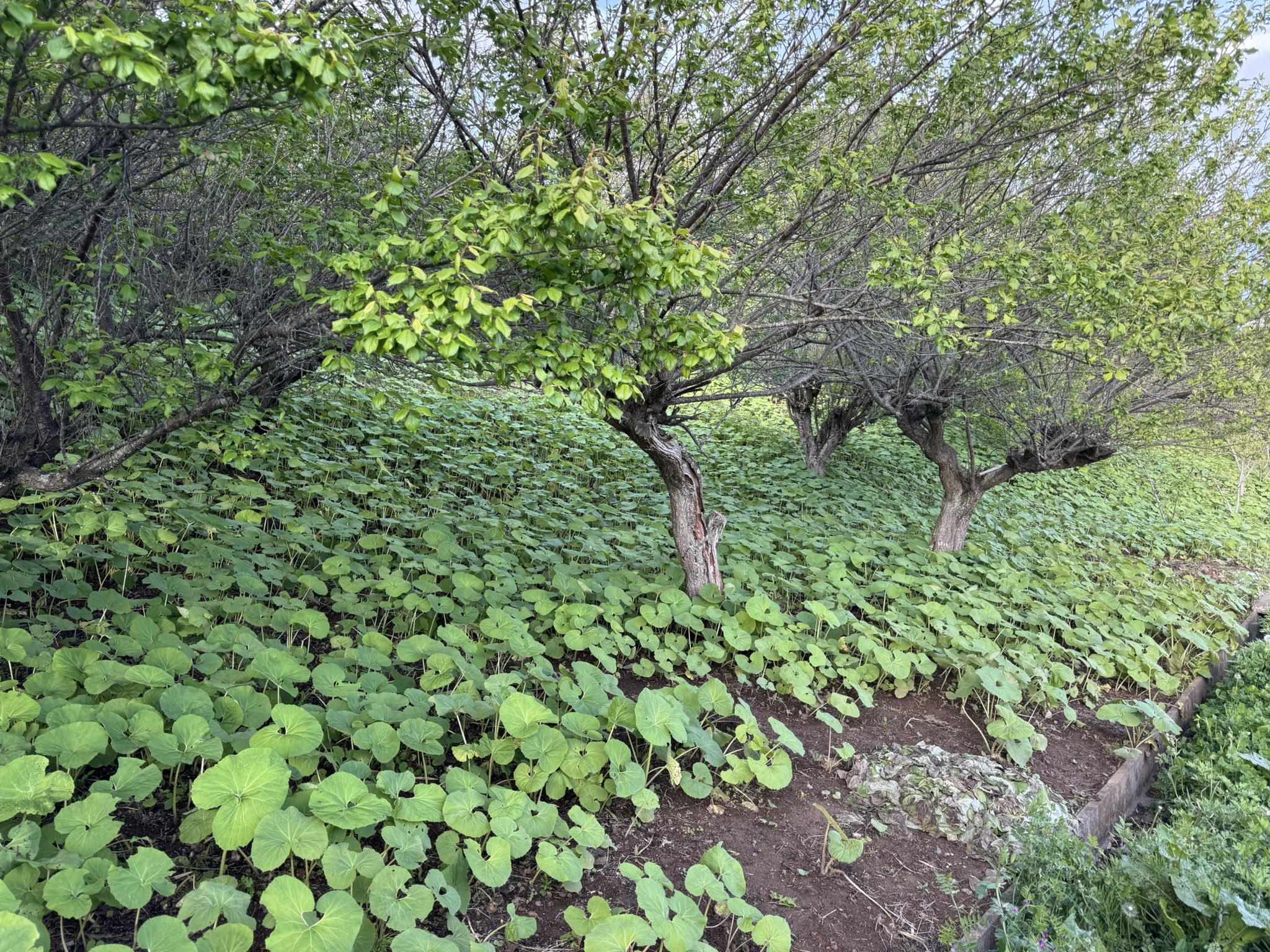 山ちゃんページ カード検索 ｜ Z/X - Zillions of enemy X - ゼクス公式サイト