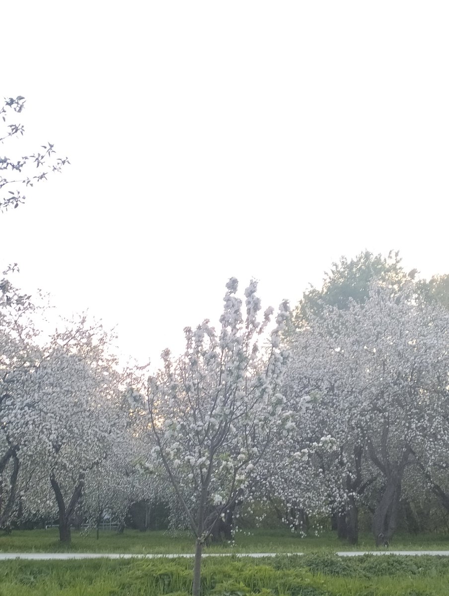 #свидетелиханами