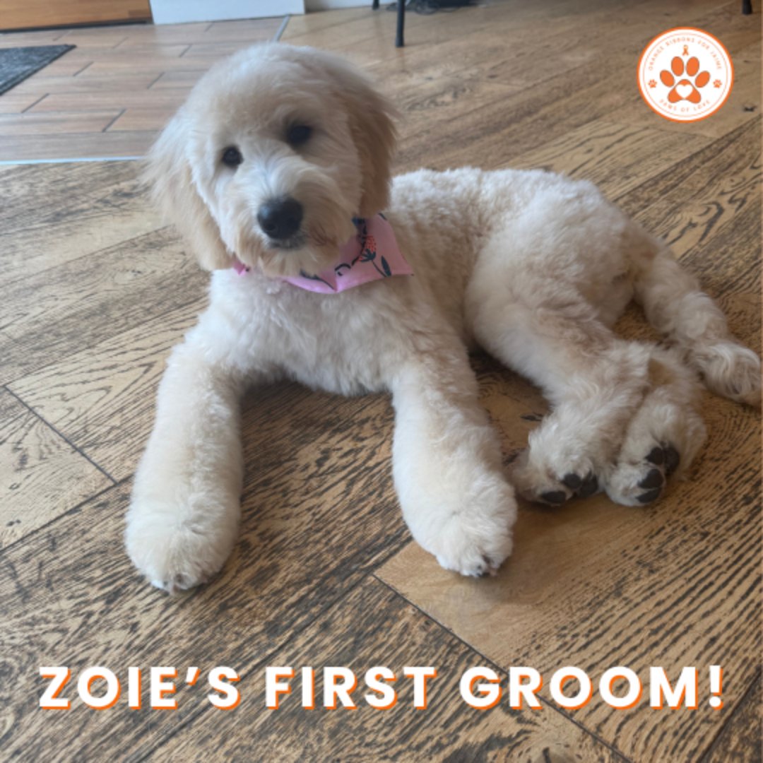 Zoie's fur is looking fabulous after her first trip to the groomer!

Our program Paws Of Love gives a goldendoodle puppy and a year of puppy care costs to those who have been directly affected by gun violence.. There is nothing better than a dog's unconditional love and support.