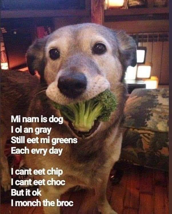 Heckin Good Dogs (@heckingooddogs) on Twitter photo 