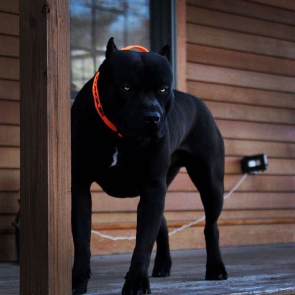 If this was your dog, what'd you name it?