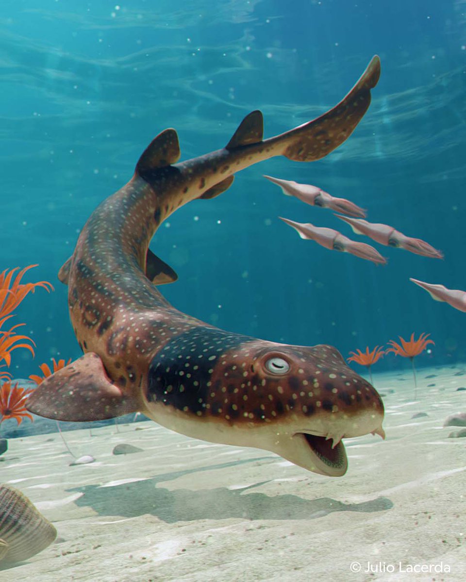 It's a shark!

The new species, called Pararhincodon torquis, used to swim in the subtropical seas that covered England.

Find out how it was discovered👇 (2/7)
nhm.ac.uk/discover/news/…