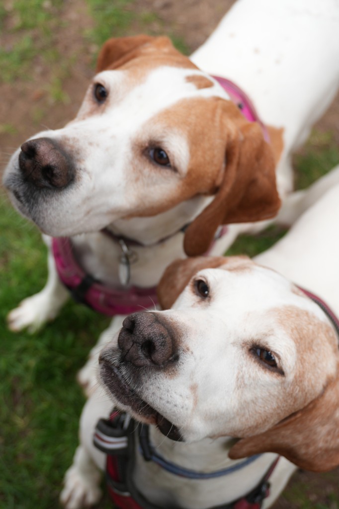 Meet Raya &amp; Sierra ☀️ They are two golden oldies looking for a quiet retirement home together. They walk beautifully, love snuggles, and just want a sofa to share.🛋️ Adopt these lovely ladies 👉 hoperescue.org.uk/adopt-raya-sie…