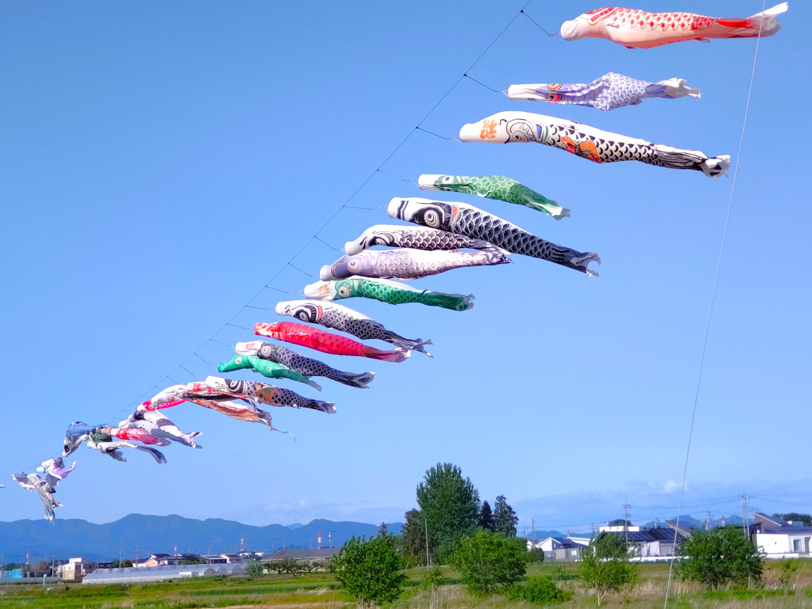 鯉のぼり - Search / X