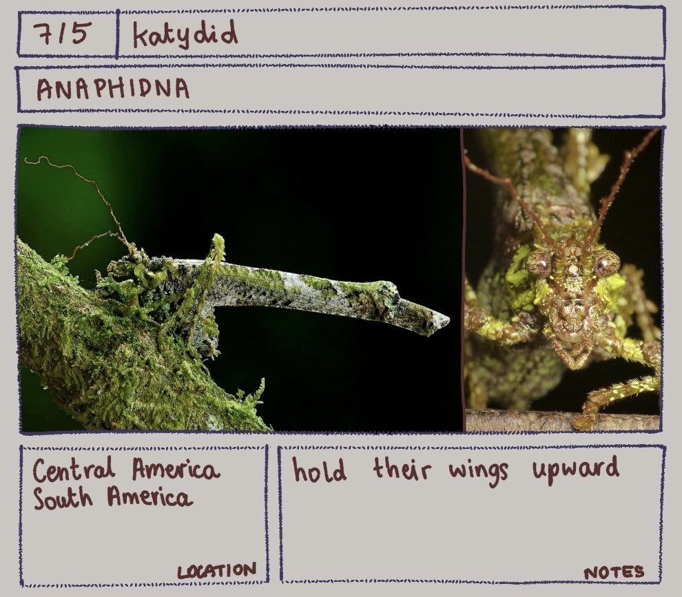 Bug of the day
Anaphidna