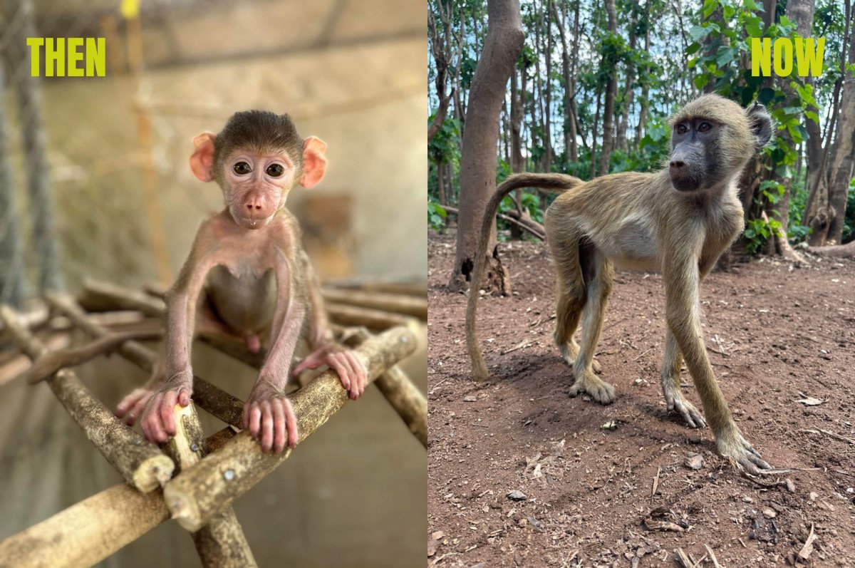 Cheese is a yellow baboon who came to us as an orphan in 2022. Your kind donations helped us give Cheese another chance at life – and look how much they’ve grown now!