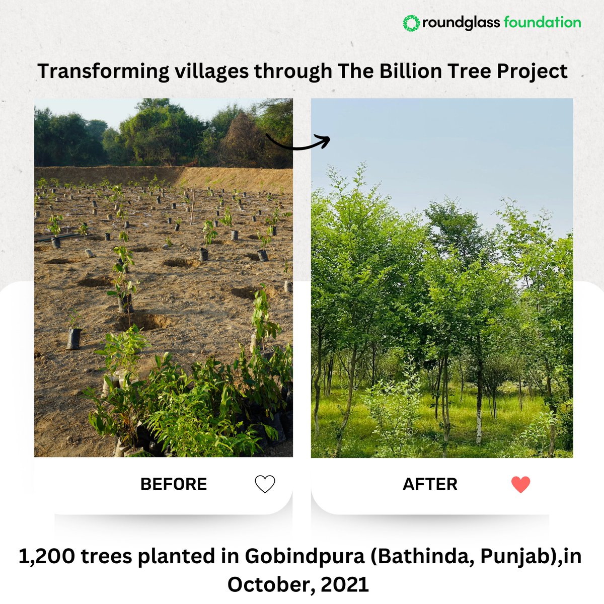 Roundglass Foundation has been planting and growing mini forests in the villages of Punjab. Most of the trees planted in these mini forests are native trees that are fast disappearing and are on the verge of extinction.