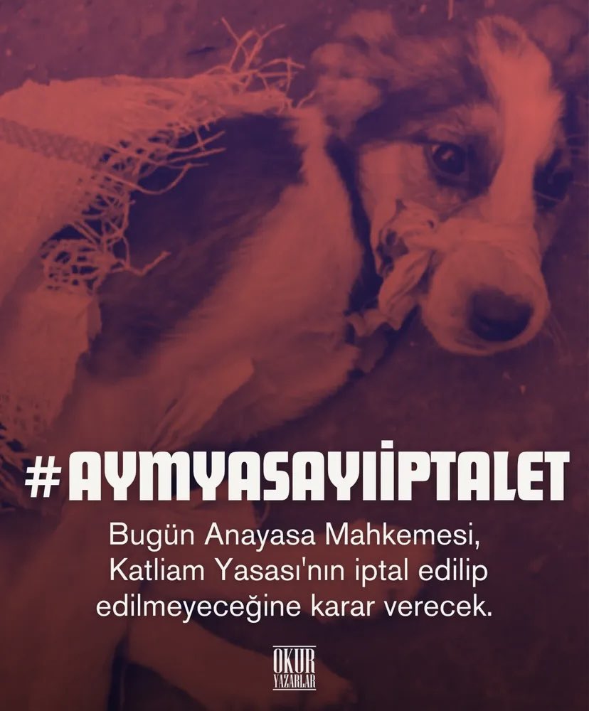#aymyasayıiptalet #aymyasayıgeriçek #SokakHayvanlarıSahipsizDeğil
