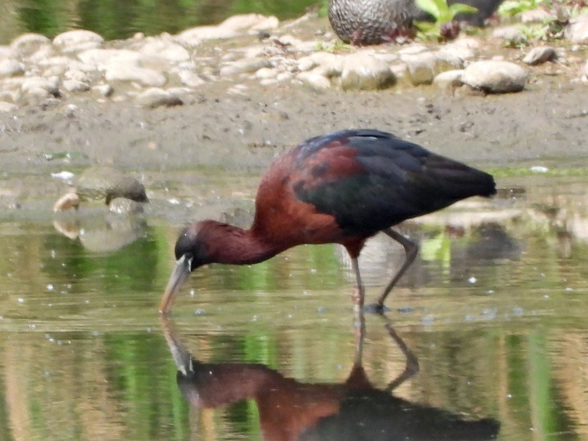 alanbodd's tweet image. Glossy Ibis still showing & feeding well @ladywalk_nr , Warks. this morning .