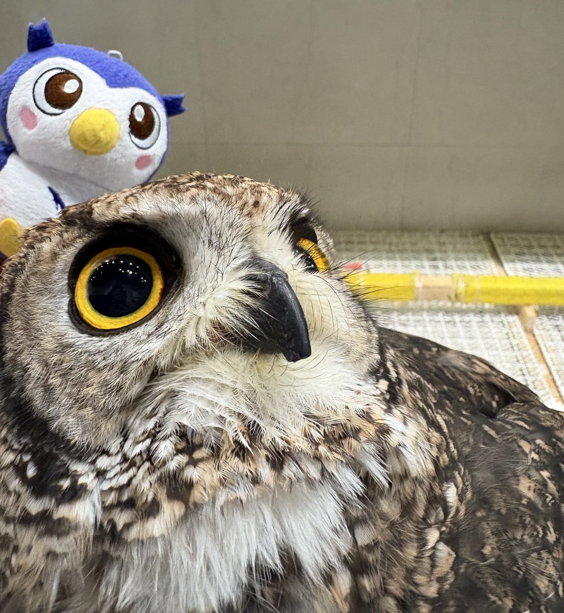 EnNvnjh's tweet image. フクロウカフェに行ってきためいじろう🦉みんなかわいかったね🦉