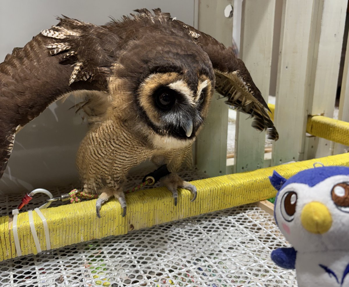 EnNvnjh's tweet image. フクロウカフェに行ってきためいじろう🦉みんなかわいかったね🦉