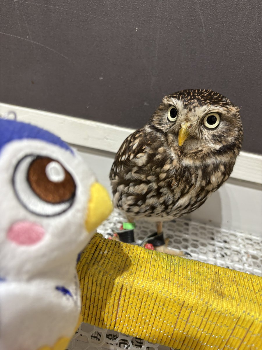 EnNvnjh's tweet image. フクロウカフェに行ってきためいじろう🦉みんなかわいかったね🦉