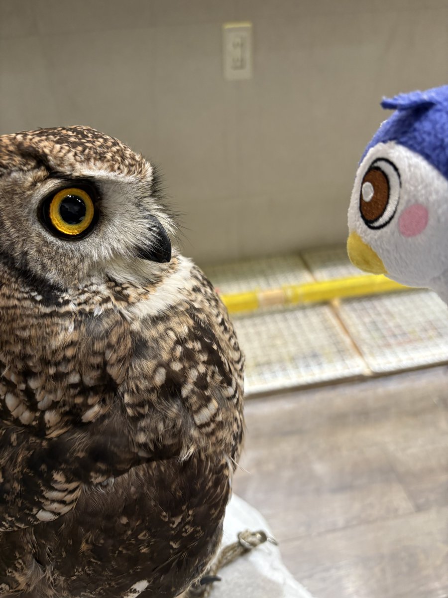 EnNvnjh's tweet image. フクロウカフェに行ってきためいじろう🦉みんなかわいかったね🦉