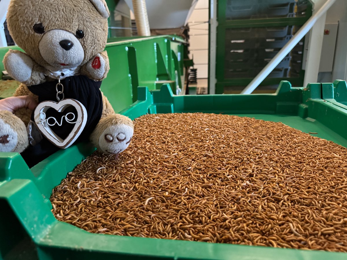 Dauvers70's tweet photo. #BBTed en Auvergne à la découverte de filière insectes (pour l'alimentation animale et, demain, humaine).
A suivre... 📽️
#LesCoulissesdelaConso https://t.co/LtYh8kMkrv