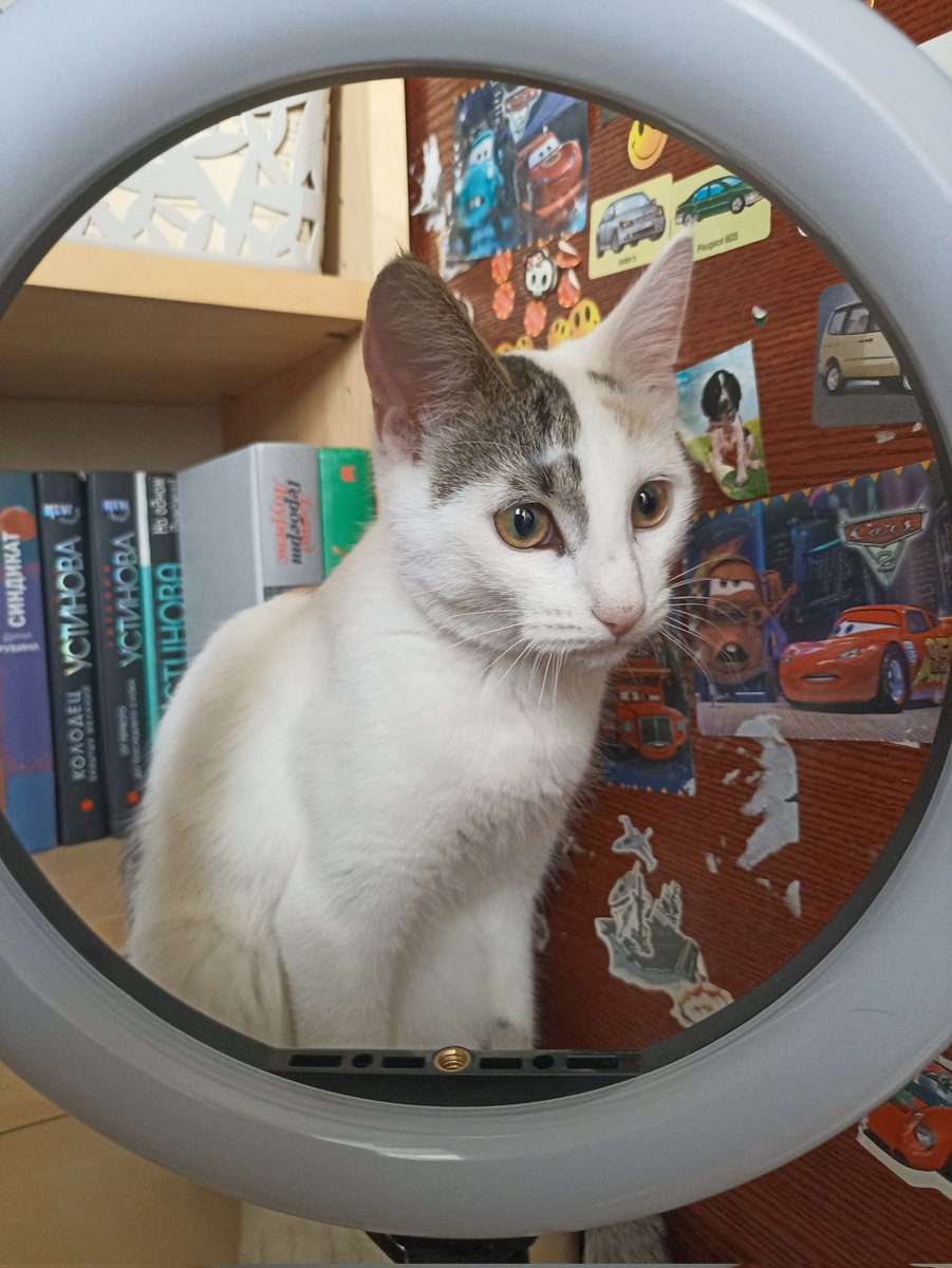 Белая мелочь Луна мечтает стать блогером. Позицию для ведения подкастов уже выбрала. 

Вот и все новости к этому часу