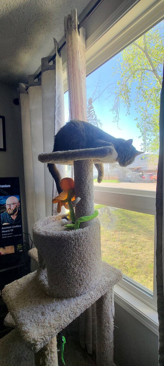 Oh, happy day! Chillin on my tower.
~Lilo~ 🥰