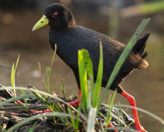 Today, I  met this moorhen  🐦🌿bird. This is a charming bird that can be found in a wetland place. It's known for it's distinctive calls &amp; sleek black &amp; brown plumage. It's omnivores ,feeds on plants, insects &amp; small aquatic creatures. #Moorhen #Birds #Wildlife #Kabale #Uganda
