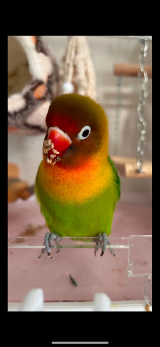maru8431's tweet photo. 24年11月24日から迷子🦜‼️
保護して飼われていませんか？
迷子動物は無断で飼わずにお家に帰れるように【警察へ届出】を❗️
人間と一緒！動物も迷子になったらお家に帰りたい😢

飼い主さん→@marunohaha1127 

滋賀県高島市 大津市 福井県三方上中郡若狭町 三方郡美浜町 敦賀市 小浜市 大飯郡おおい町 https://t.co/Acx7ZLPTmv