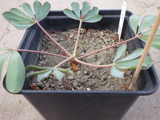 ExFuMo1's tweet image. Sometimes the belowground comes to you!
The new on the blog 1url.cz/xJ1rJ
"Sometimes #bulbs that should be #belowground come aboveground, giving us a little peek into what lies below"
#GoBelowground #ExFuMo #clonality #Oxalis
@IBOTCZ