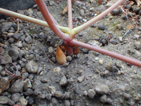 ExFuMo1's tweet image. Sometimes the belowground comes to you!
The new on the blog 1url.cz/xJ1rJ
"Sometimes #bulbs that should be #belowground come aboveground, giving us a little peek into what lies below"
#GoBelowground #ExFuMo #clonality #Oxalis
@IBOTCZ