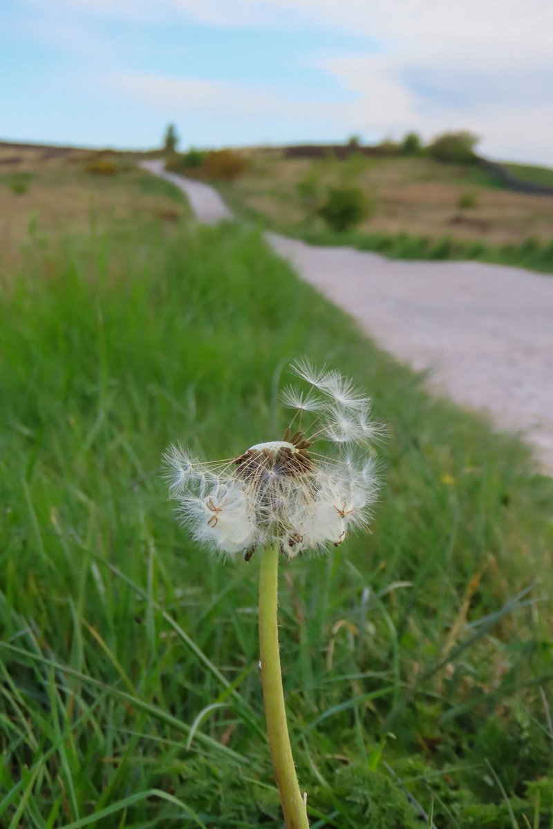 Be like a Dandelion. Whenever they fall apart, they start again.

#quotes #quotestoliveby #quoteoftheday #nature #naturephotography #naturephoto #outdoors #outdoorlife #believe #hope