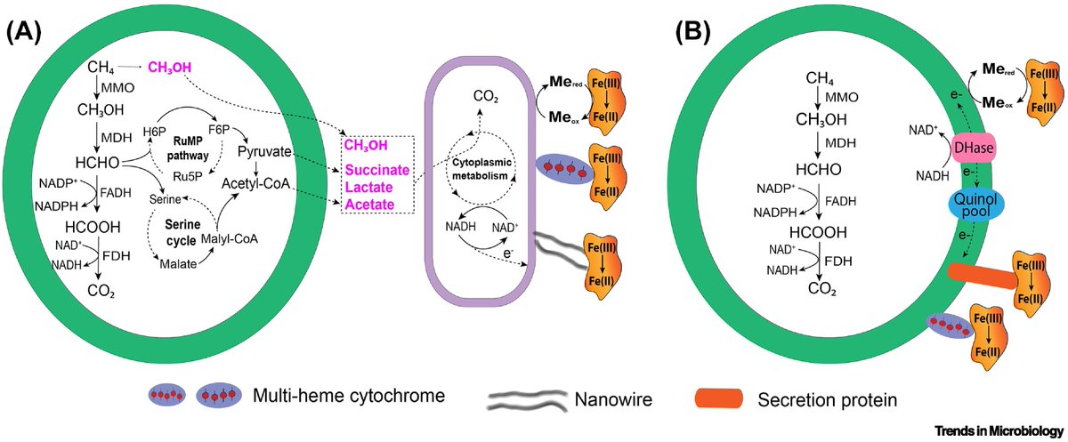 Evgenii Protasov (@protasov_evgeni) on Twitter photo Current trends in electromicrobiology of methane oxidation
#methane #microbiology #bacteria #archaea
<a href="/TrendsMicrobiol/">Trends in Microbiology</a> <a href="/CellPressNews/">Cell Press</a>
sciencedirect.com/science/articl… Current trends in electromicrobiology of methane oxidation
#methane #microbiology #bacteria #archaea
<a href="/TrendsMicrobiol/">Trends in Microbiology</a> <a href="/CellPressNews/">Cell Press</a>
sciencedirect.com/science/articl…
